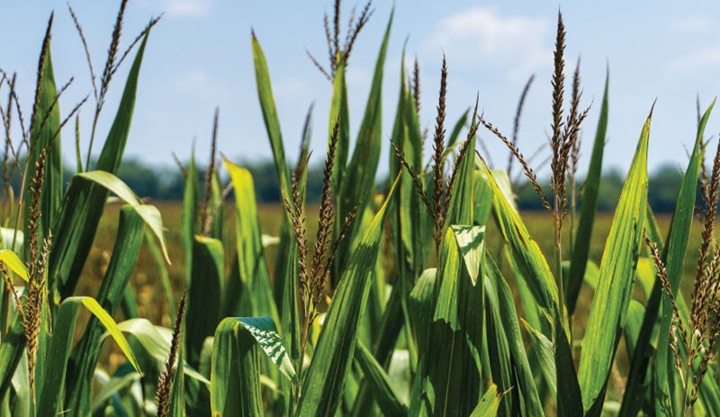 Green corn plants with tall leaves and tassels growing in a sunlit agricultural field