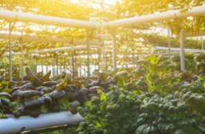 Greenery in a greenhouse
