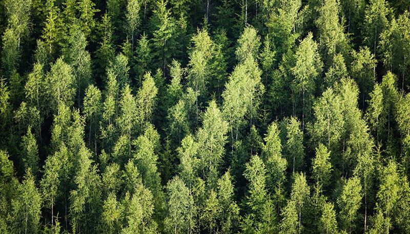 Aerial view of forest