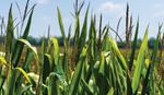 Green corn plants with tall leaves and tassels growing in a sunlit agricultural field