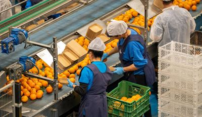 Workers sorting oranges