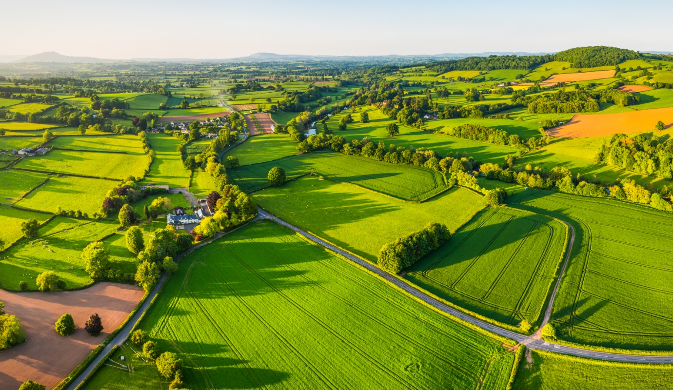 Green lush fields 