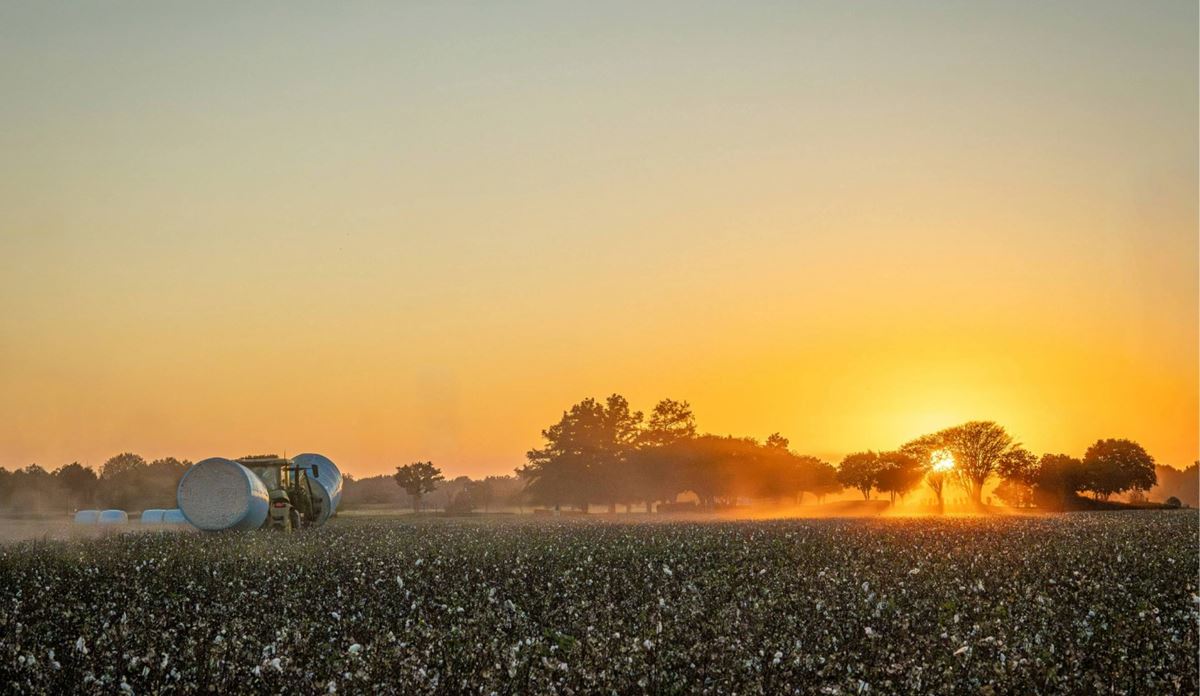 Tractor with hay bales in a field at sunrise.