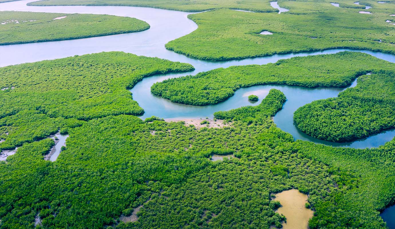 amazon reforestation