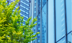 tree and building glass